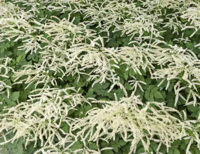 G653 Aruncus Misty Lace - View 15 from www redcrocus com