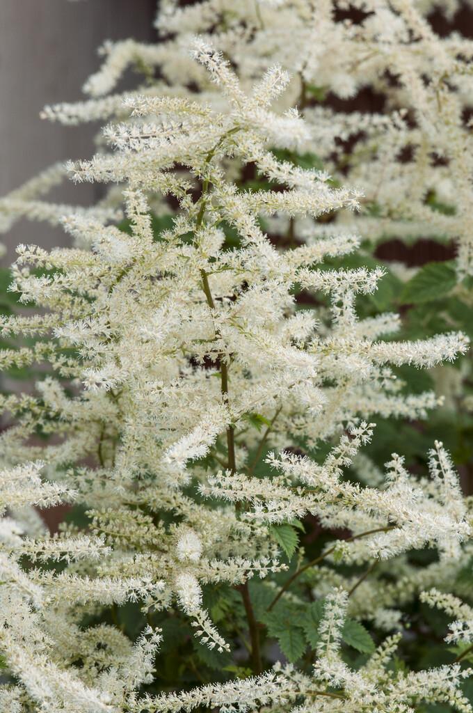 G653 Aruncus Misty Lace - View 19 from www redcrocus com