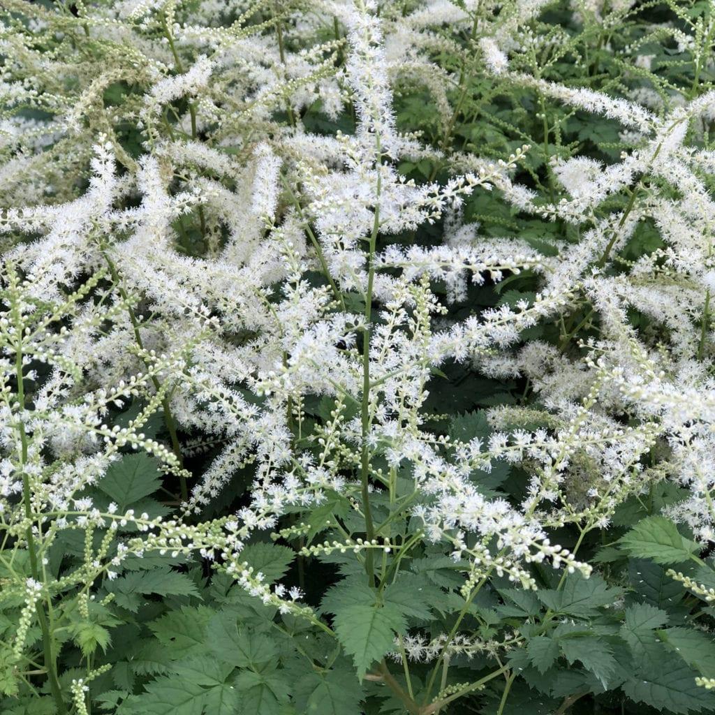 G653 Aruncus Misty Lace - View 1 from www redcrocus com