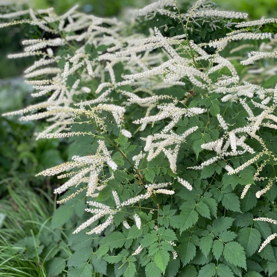 G653 Aruncus Misty Lace - View 2 from www redcrocus com