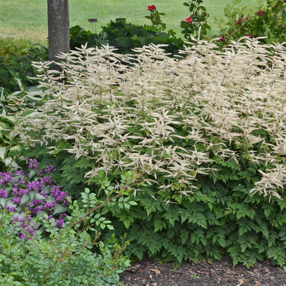 G653 Aruncus Misty Lace - View 4 from www redcrocus com
