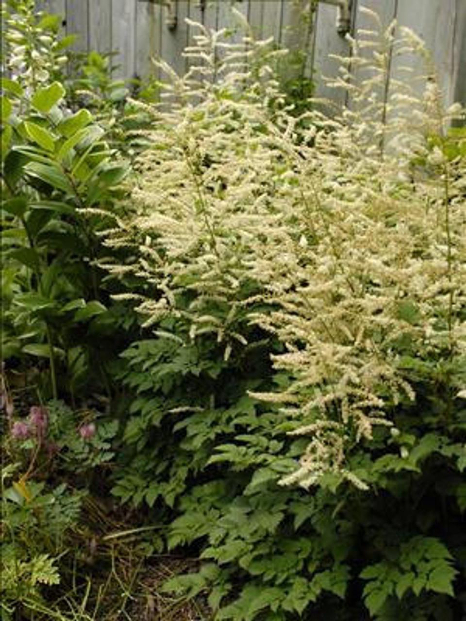 G653 Aruncus Misty Lace - View 5 from www redcrocus com