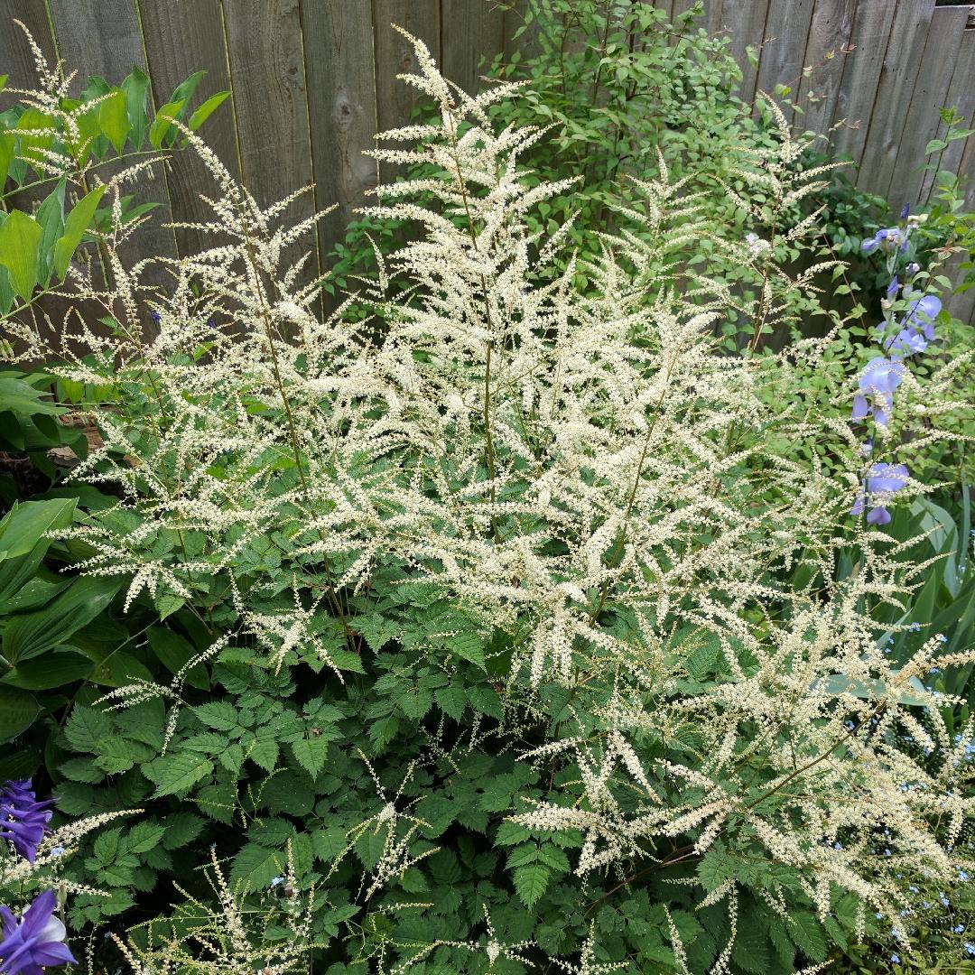 G653 Aruncus Misty Lace - View 6 from www redcrocus com
