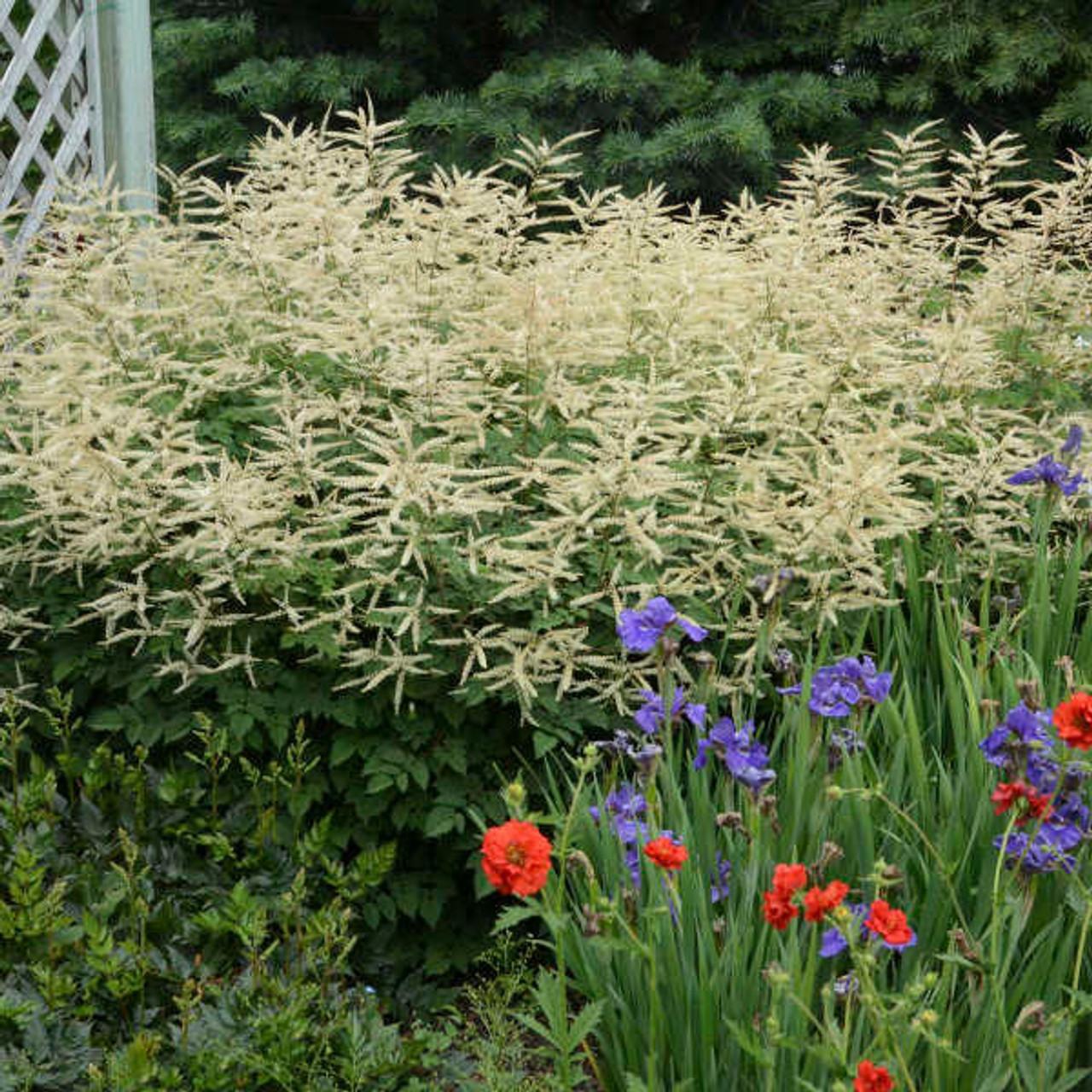 G653 Aruncus Misty Lace - View 7 from www redcrocus com