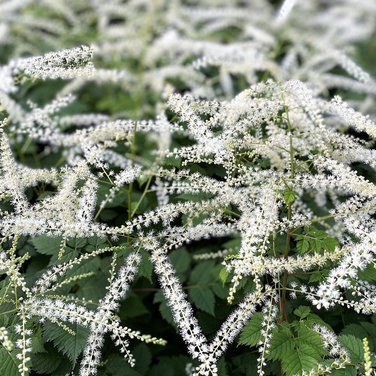 G653 Aruncus Misty Lace - View 8 from www redcrocus com
