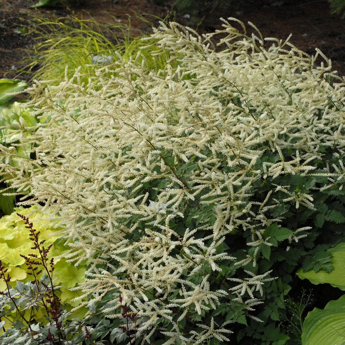 G653 Aruncus Misty Lace - View 9 from www redcrocus com