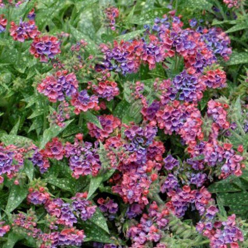 G660 Pulmonaria X Raspberry Splash - View 12 from www redcrocus com