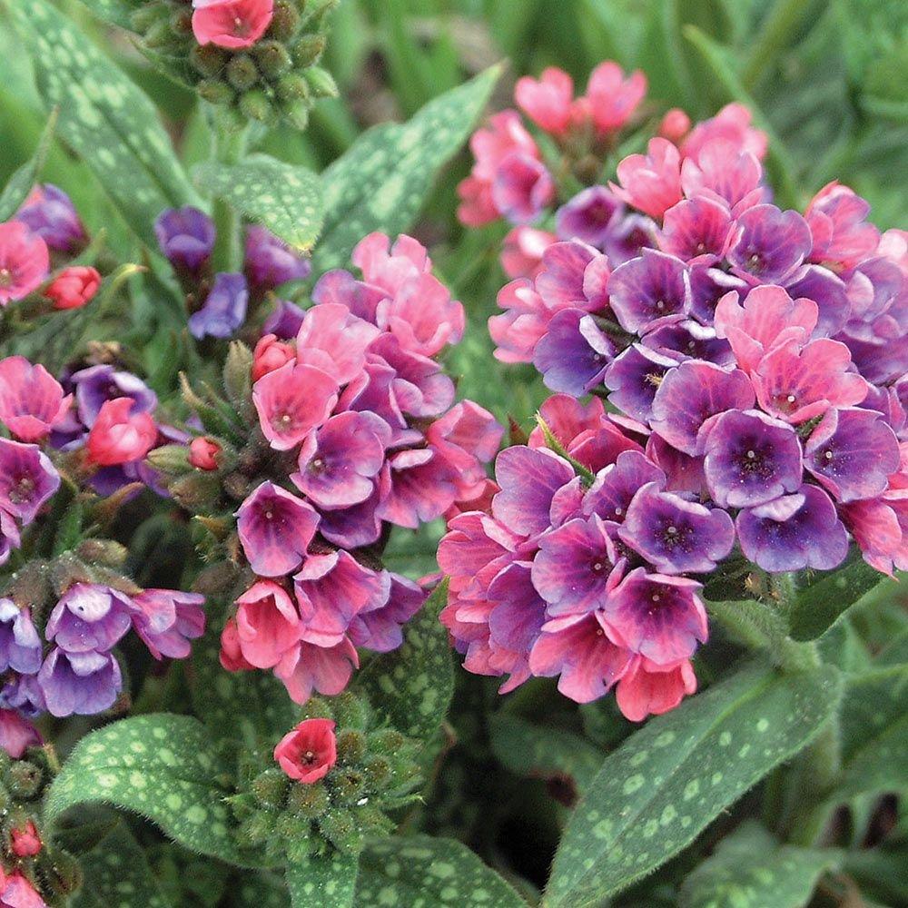 G660 Pulmonaria X Raspberry Splash - View 16 from www redcrocus com