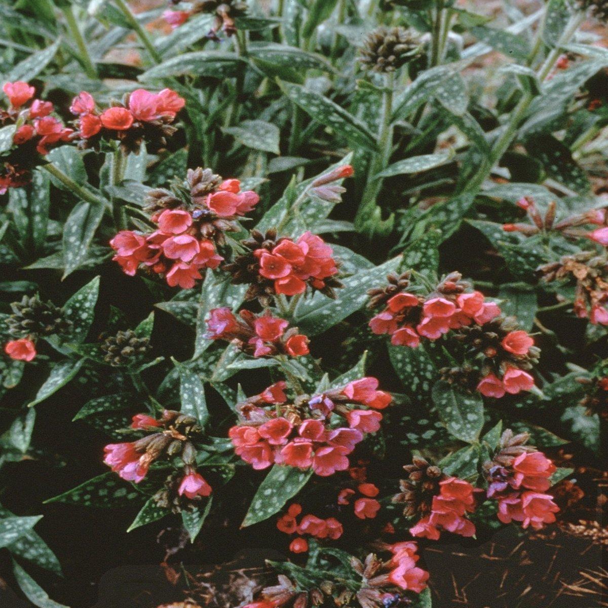 G660 Pulmonaria X Raspberry Splash - View 17 from www redcrocus com