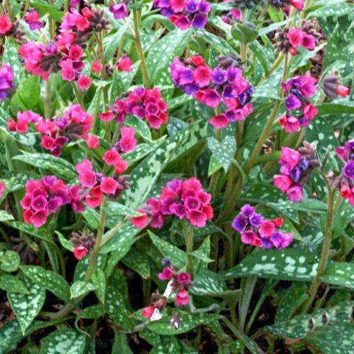 G660 Pulmonaria X Raspberry Splash - View 3 from www redcrocus com