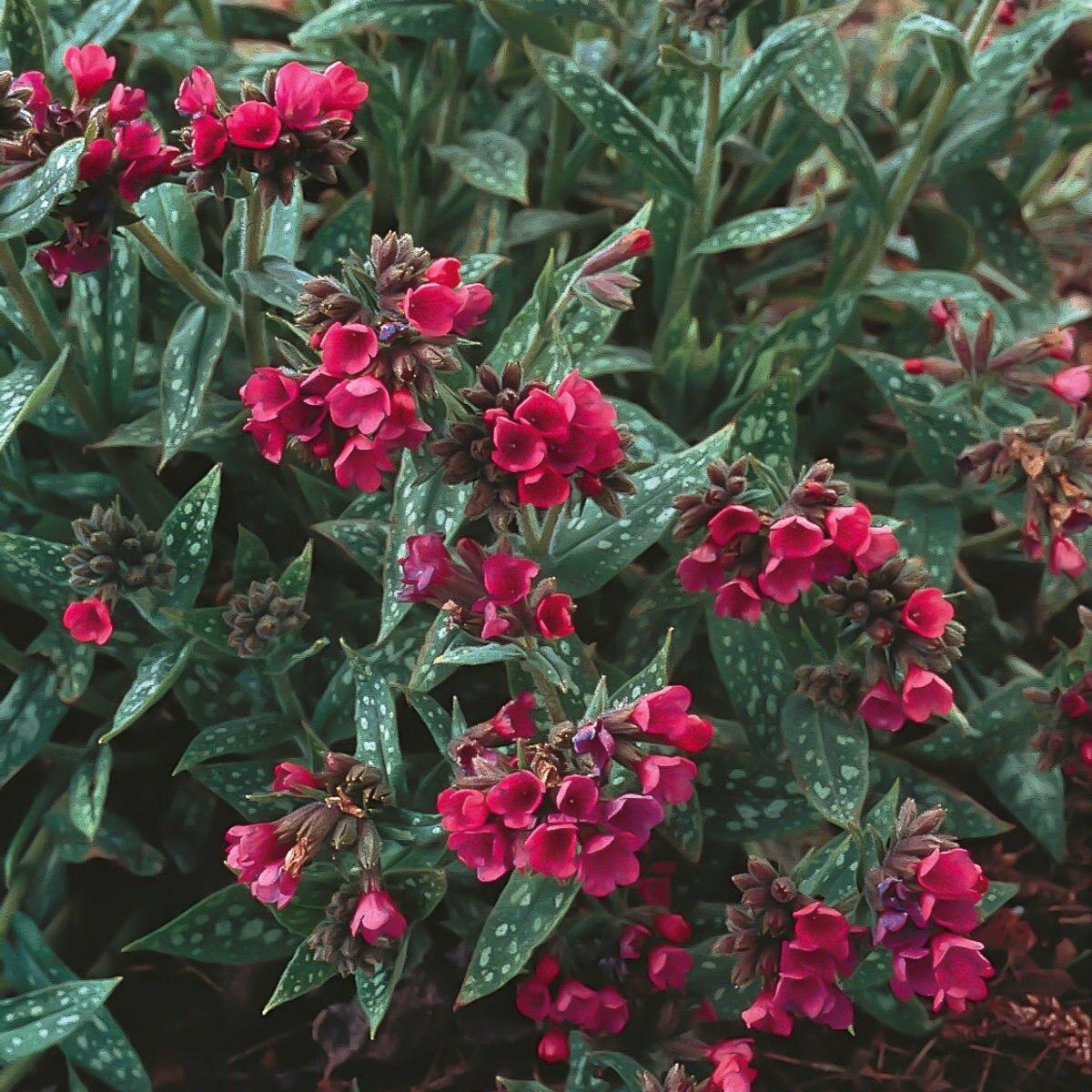 G660 Pulmonaria X Raspberry Splash - View 4 from www redcrocus com