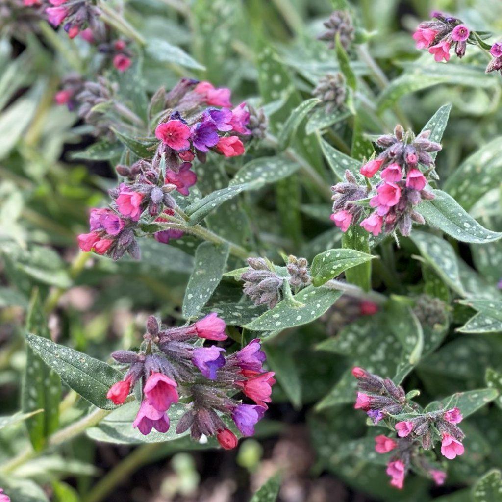 G660 Pulmonaria X Raspberry Splash - View 8 from www redcrocus com