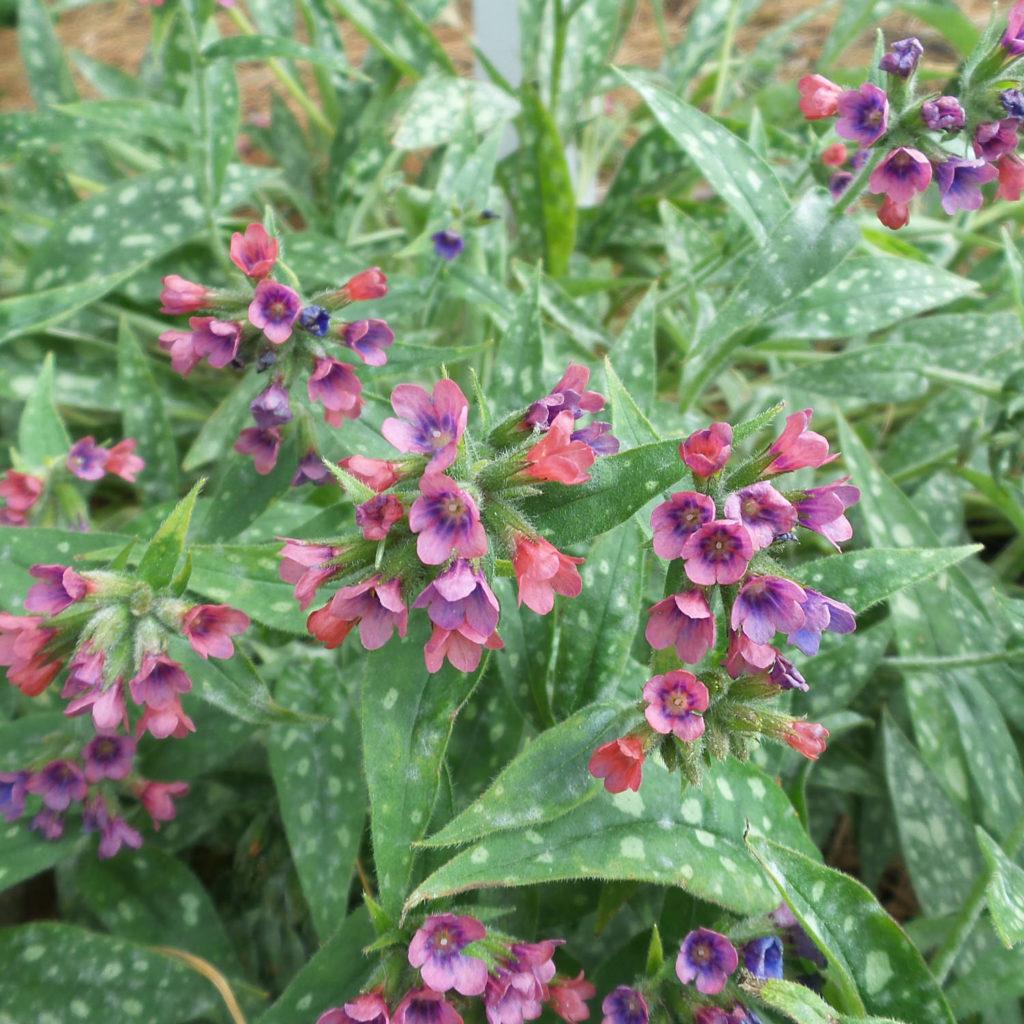 G660 Pulmonaria X Raspberry Splash - View 9 from www redcrocus com