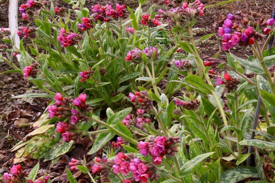 G660 Pulmonaria X 'raspberry Splash' - View 12 from www redcrocus com