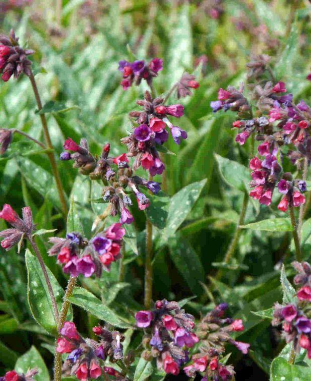 G660 Pulmonaria X 'raspberry Splash' - View 13 from www redcrocus com