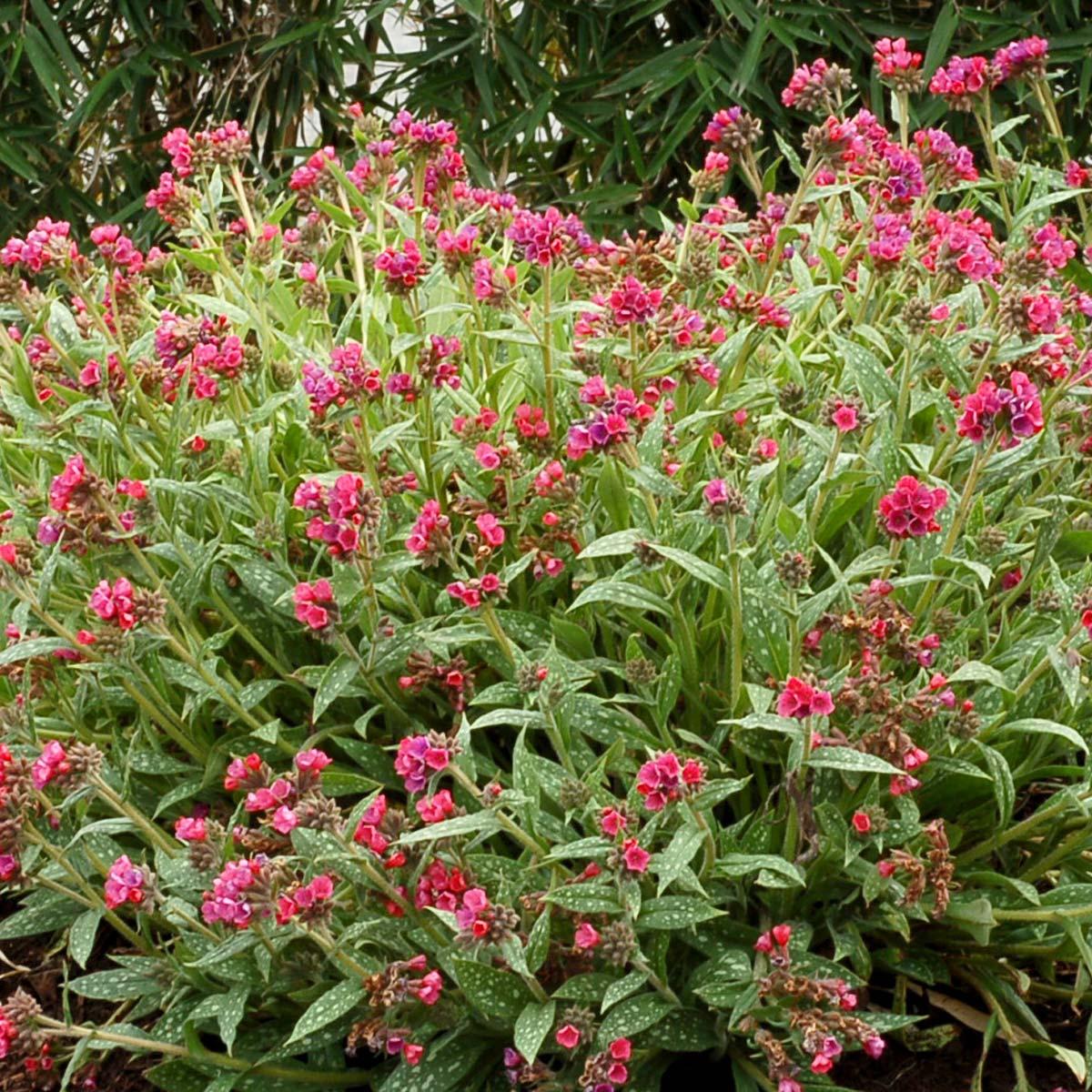 G660 Pulmonaria X 'raspberry Splash' - View 15 from www redcrocus com