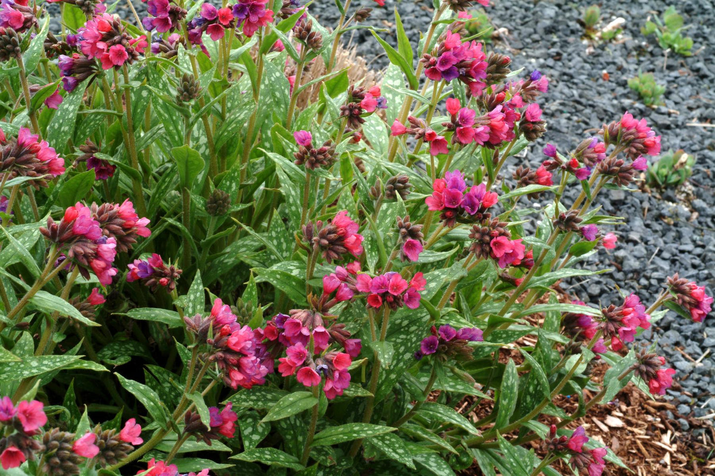 G660 Pulmonaria X 'raspberry Splash' - View 16 from www redcrocus com