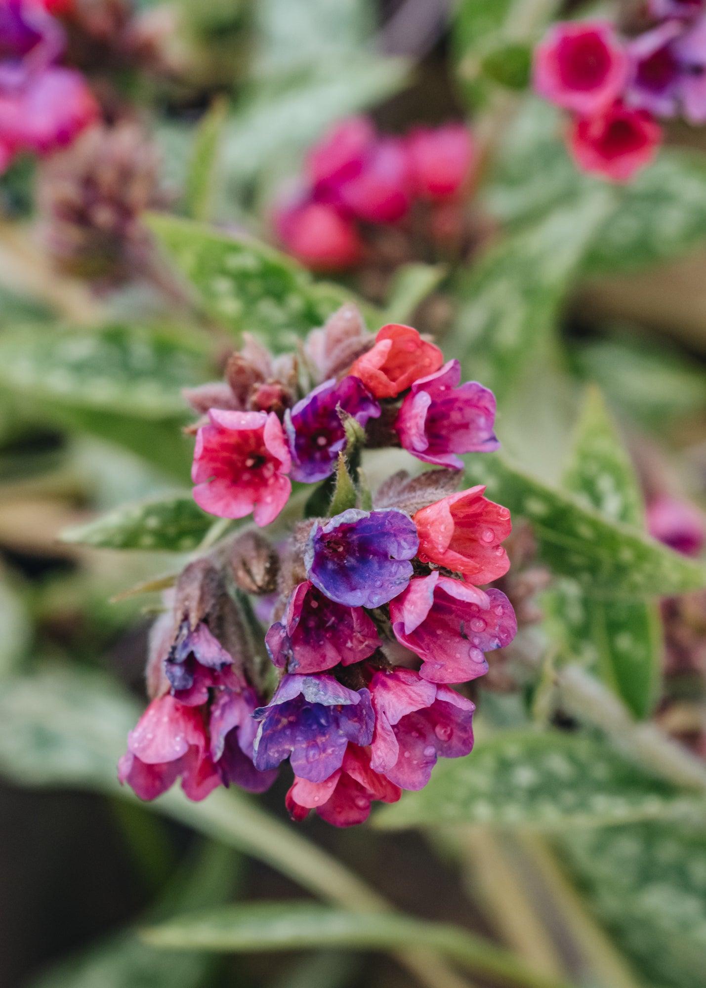 G660 Pulmonaria X 'raspberry Splash' - View 17 from www redcrocus com
