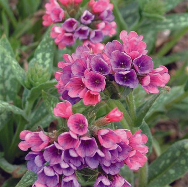 G660 Pulmonaria X 'raspberry Splash' - View 18 from www redcrocus com