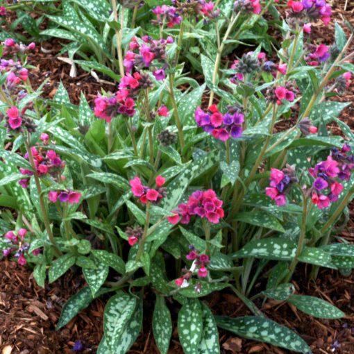 G660 Pulmonaria X 'raspberry Splash' - View 2 from www redcrocus com