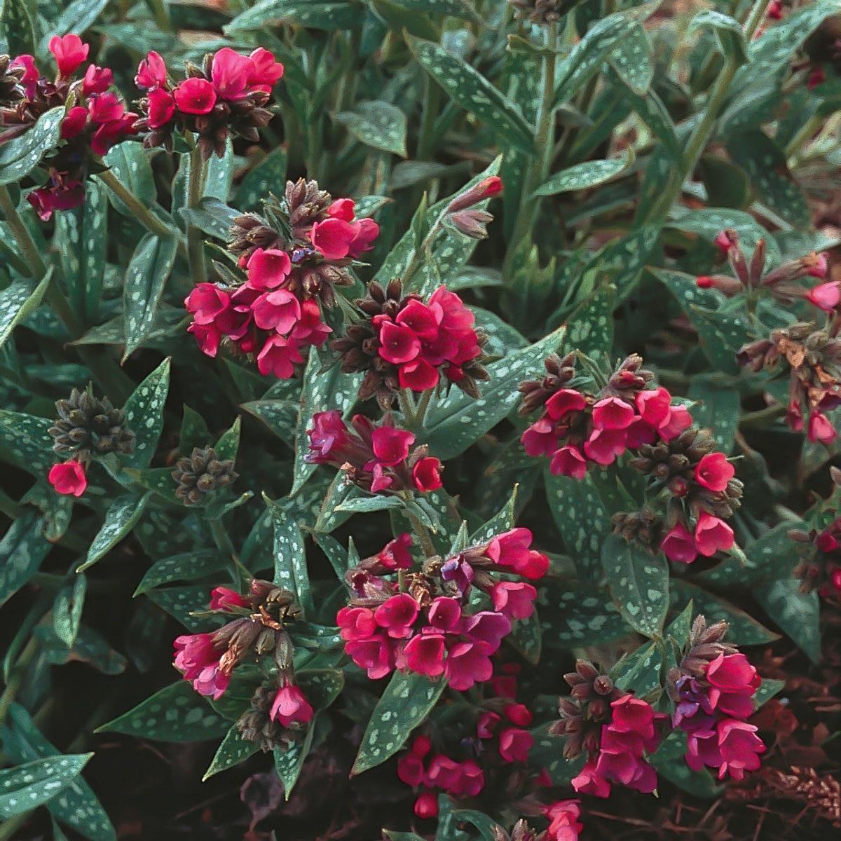 G660 Pulmonaria X 'raspberry Splash' - View 3 from www redcrocus com