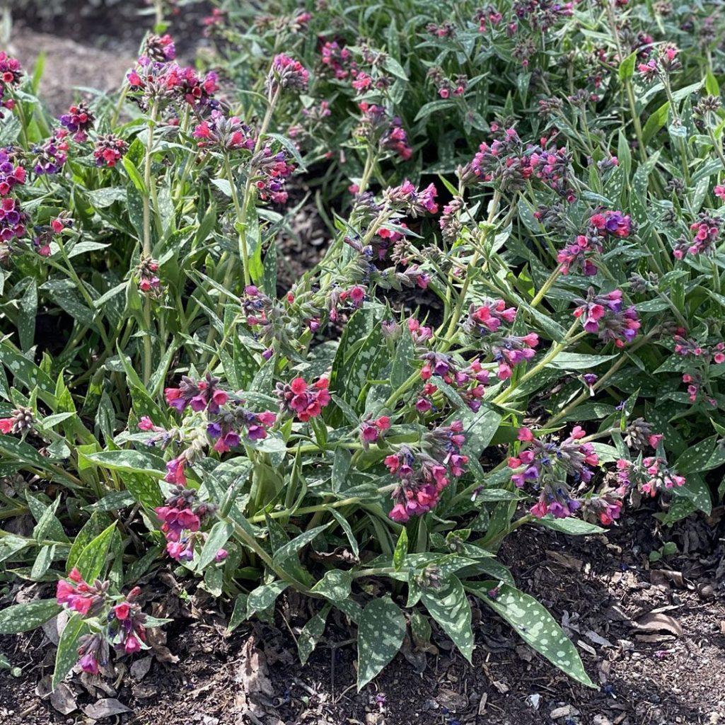 G660 Pulmonaria X 'raspberry Splash' - View 6 from www redcrocus com