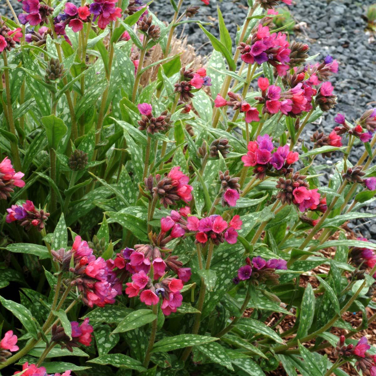 G660 Pulmonaria X 'raspberry Splash' - View 7 from www redcrocus com