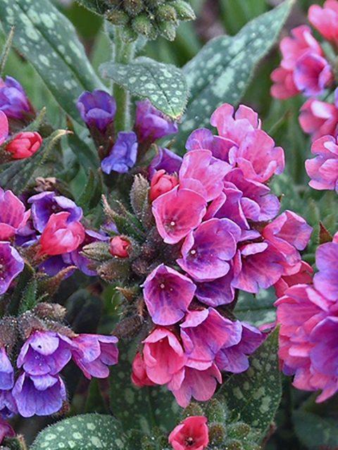 G660 Pulmonaria X 'raspberry Splash' - View 9 from www redcrocus com