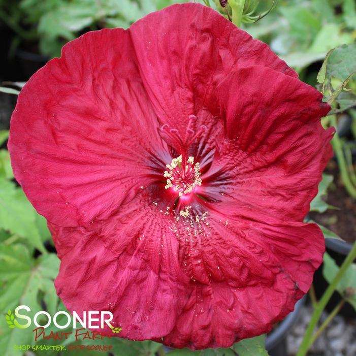 G680 Hibiscus Moscheutos Blackberry Merlot - View 3 from www redcrocus com