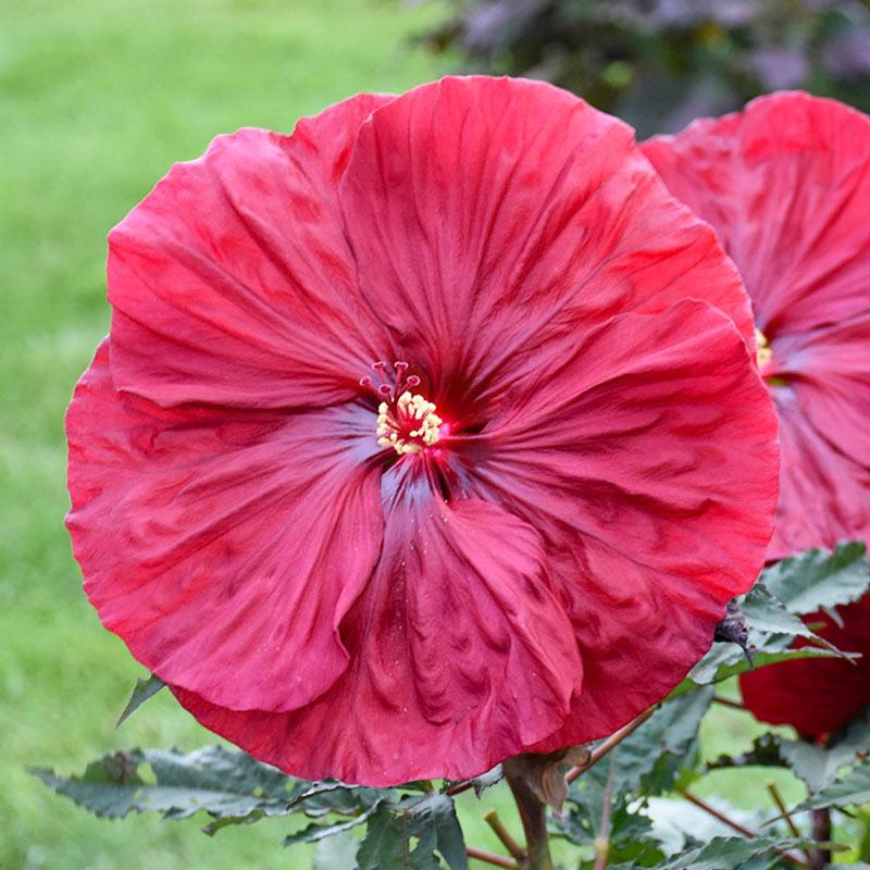 G680 Hibiscus Moscheutos Blackberry Merlot - View 8 from www redcrocus com