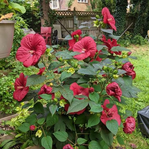 G707 Hibiscus Moscheutos Moonshadow Carrmine - View 11 from www redcrocus com