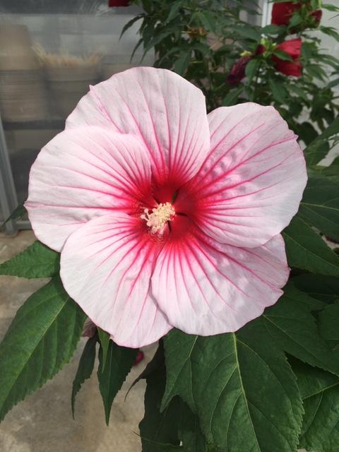 G707 Hibiscus Moscheutos Moonshadow Carrmine - View 15 from www redcrocus com