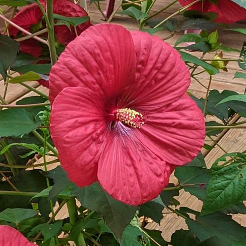 G707 Hibiscus Moscheutos Moonshadow Carrmine - View 16 from www redcrocus com