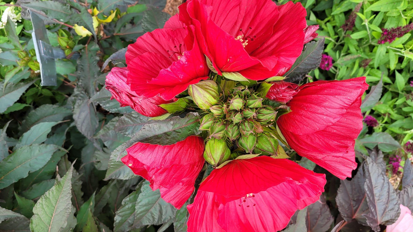 G707 Hibiscus Moscheutos Moonshadow Carrmine - View 17 from www redcrocus com