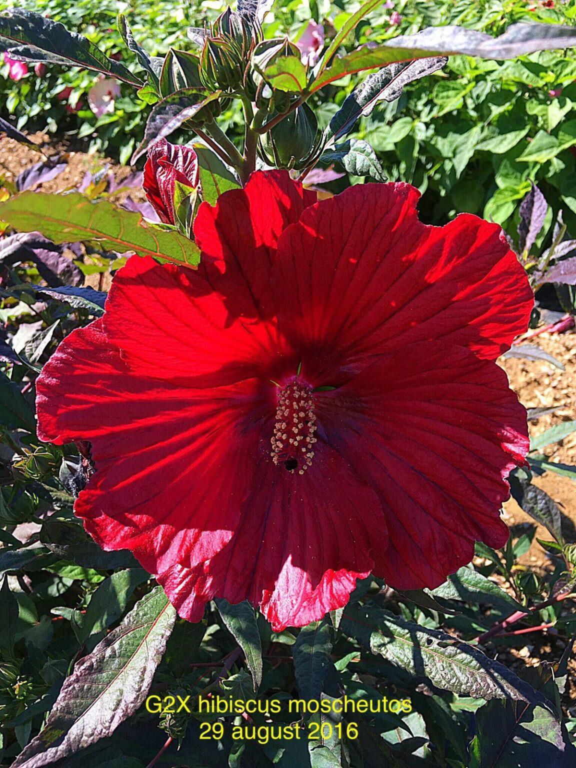 G707 Hibiscus Moscheutos Moonshadow Carrmine - View 3 from www redcrocus com