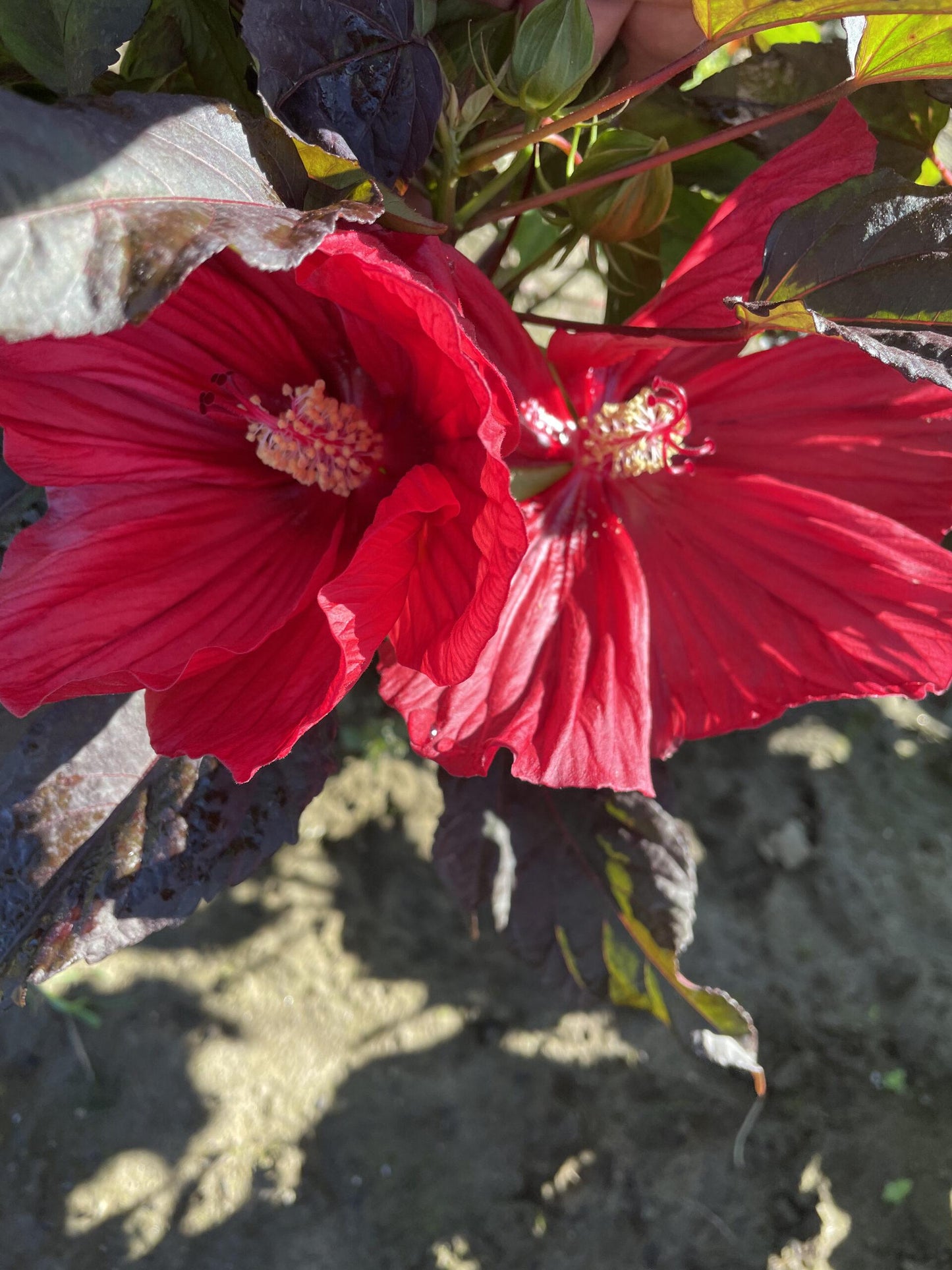 G707 Hibiscus Moscheutos Moonshadow Carrmine - View 9 from www redcrocus com