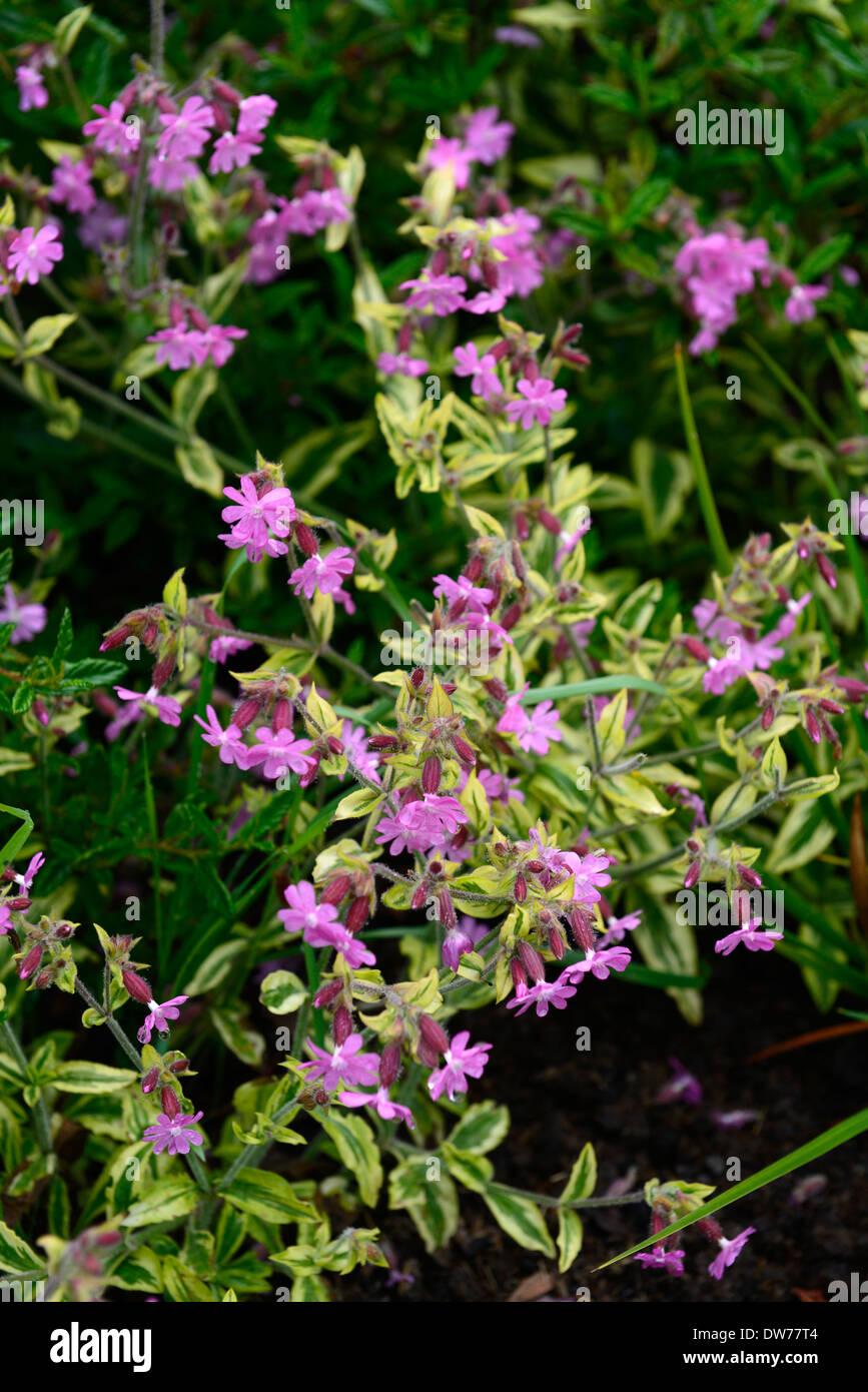 G715 Silene Dioica Clifford Moor - View 12 from www redcrocus com