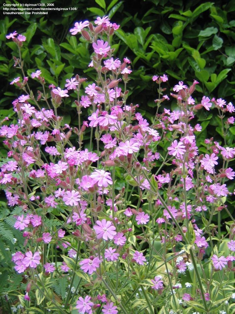 G715 Silene Dioica Clifford Moor - View 13 from www redcrocus com