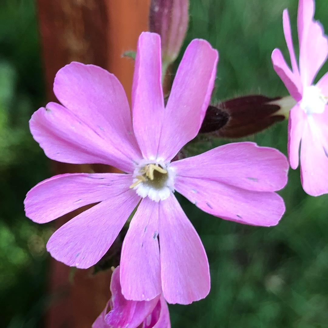 G715 Silene Dioica Clifford Moor - View 14 from www redcrocus com