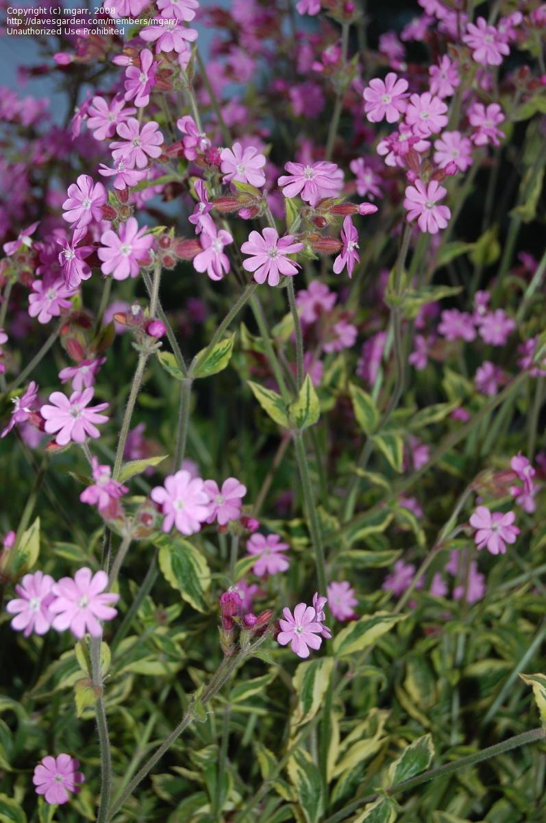 G715 Silene Dioica Clifford Moor - View 16 from www redcrocus com