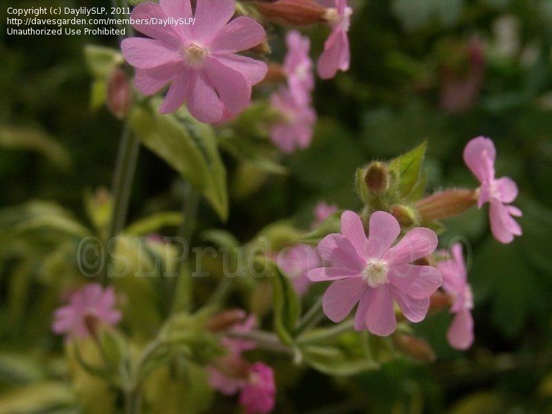 G715 Silene Dioica Clifford Moor - View 18 from www redcrocus com