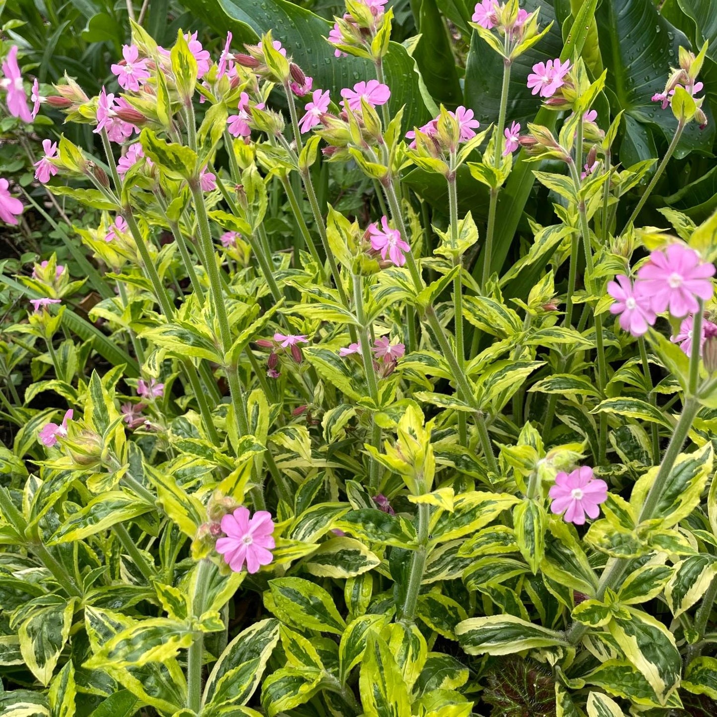 G715 Silene Dioica Clifford Moor - View 3 from www redcrocus com