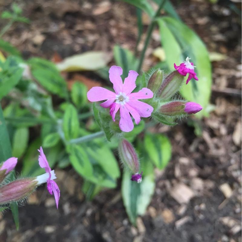 G715 Silene Dioica Clifford Moor - View 4 from www redcrocus com