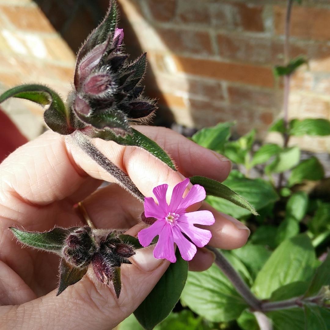G715 Silene Dioica Clifford Moor - View 7 from www redcrocus com