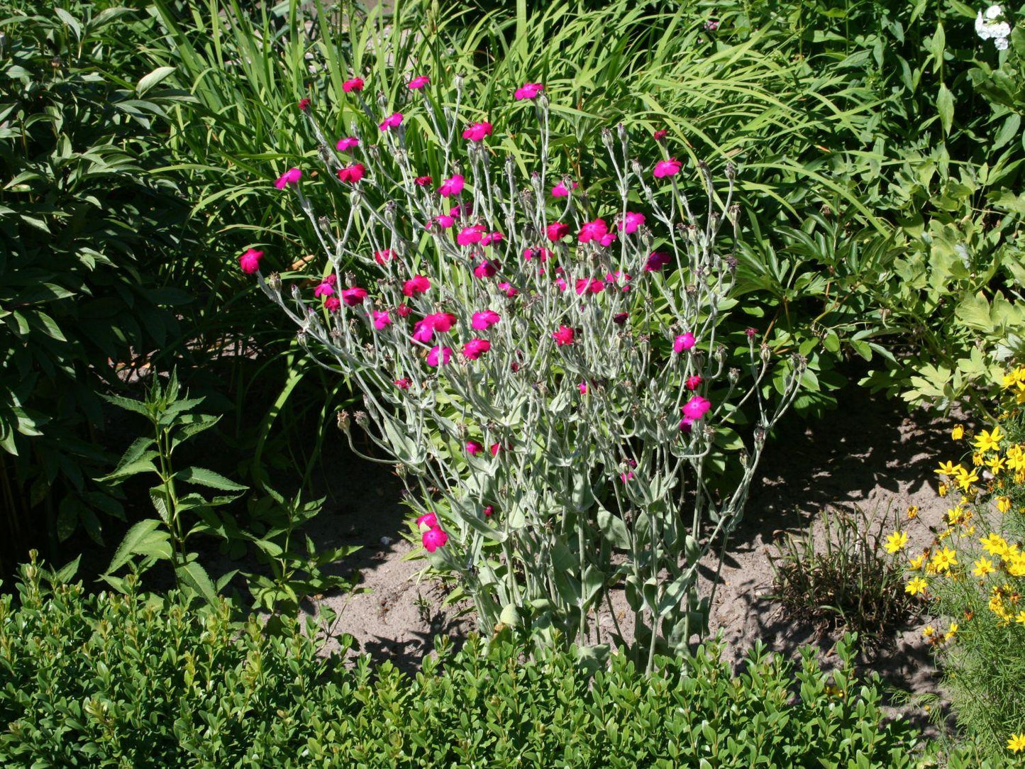 G721 Lychnis Coronaria - View 12 from www redcrocus com