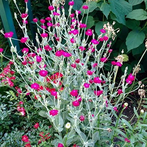 G721 Lychnis Coronaria - View 13 from www redcrocus com