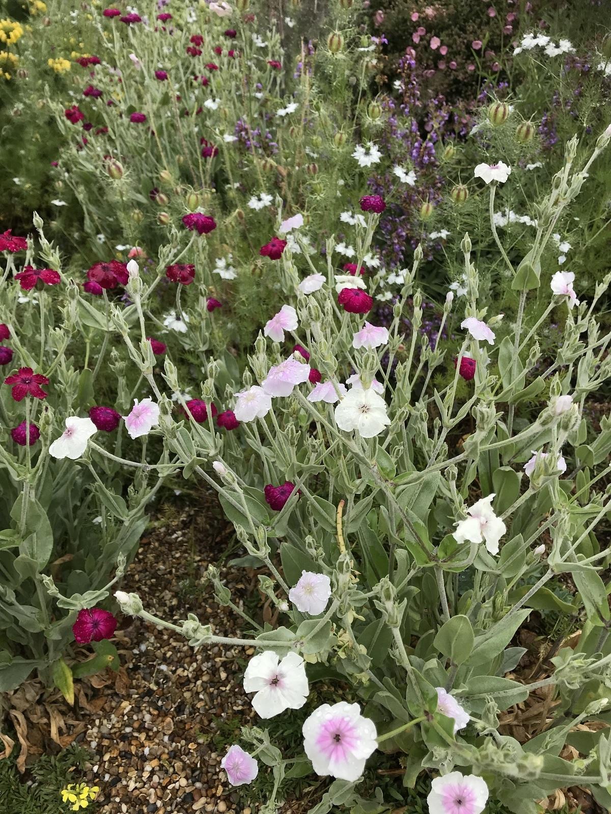 G721 Lychnis Coronaria - View 14 from www redcrocus com