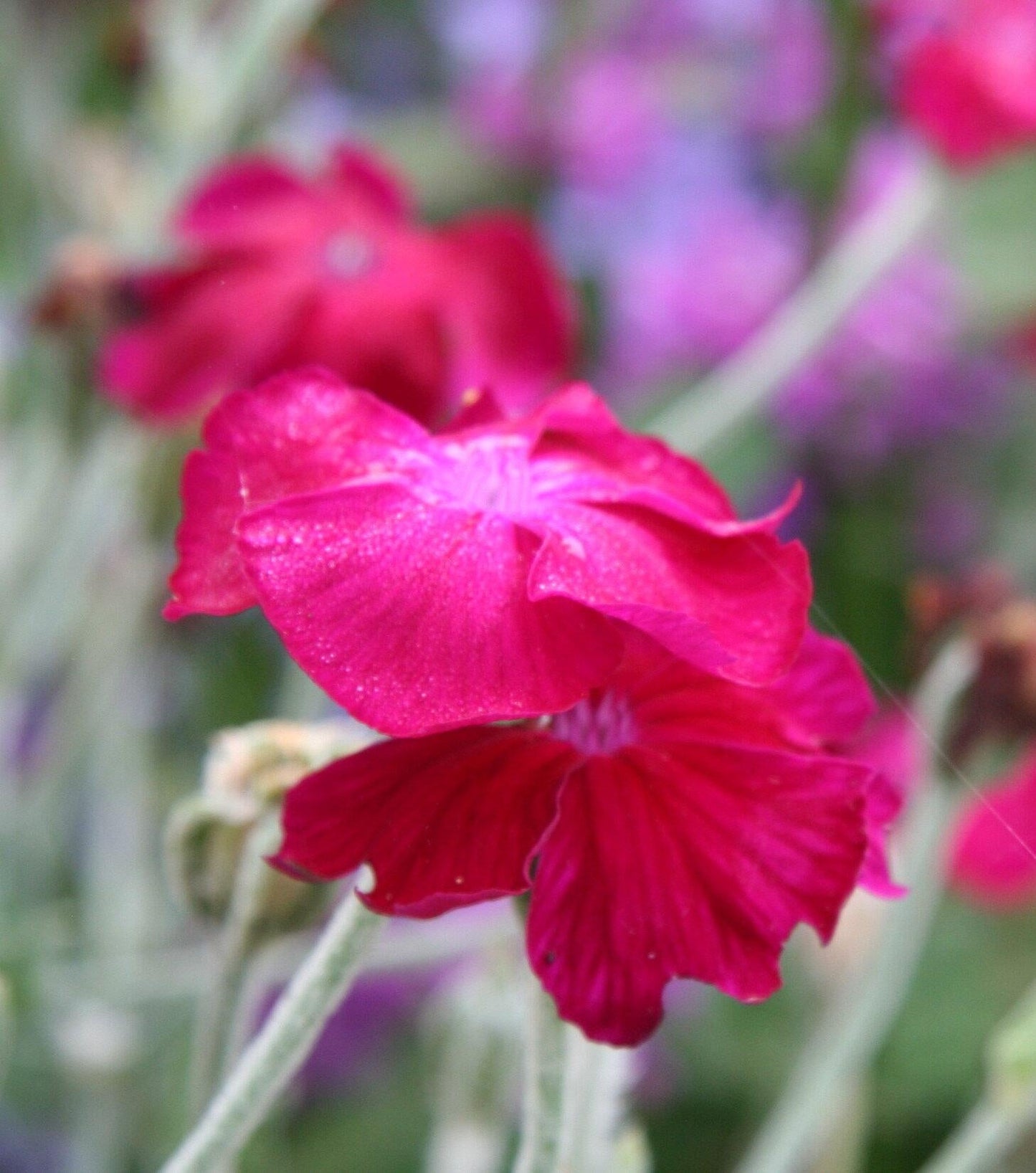 G721 Lychnis Coronaria - View 17 from www redcrocus com