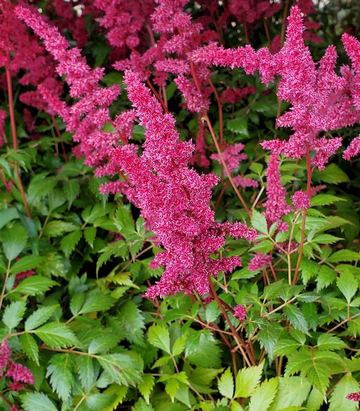 G737 Astilbe X Arendsii 'fanal' - View 6 from www redcrocus com