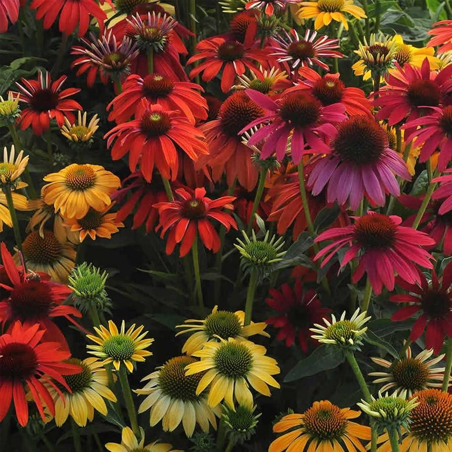 G738 Echinacea Purpurea 'cheyenne Spirit' - View 32 from www redcrocus com